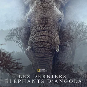 Photo du film : Ghost Elephants