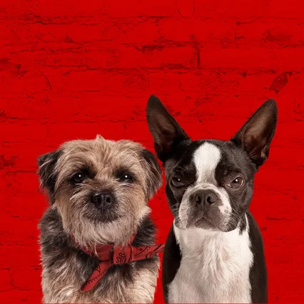 Miniature photo du film : Backstreet Dogs
