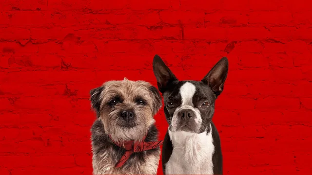 Photo du film : Backstreet Dogs