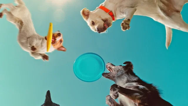 Photo du film : Caractères de chiens