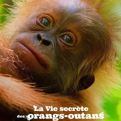 Miniature photo du film : La Vie secrète des orangs-outans