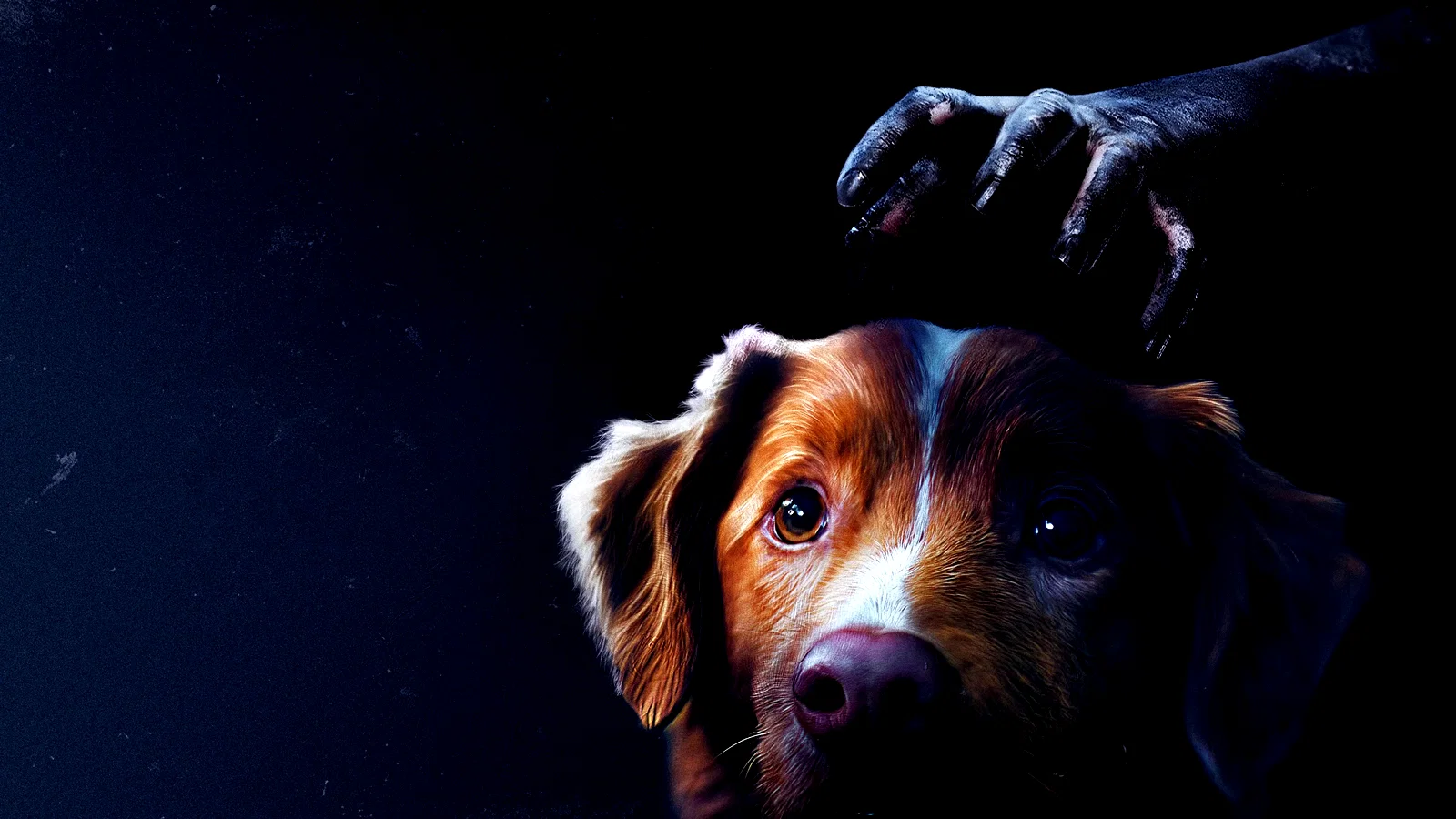 Photo 4 du film : Good Boy