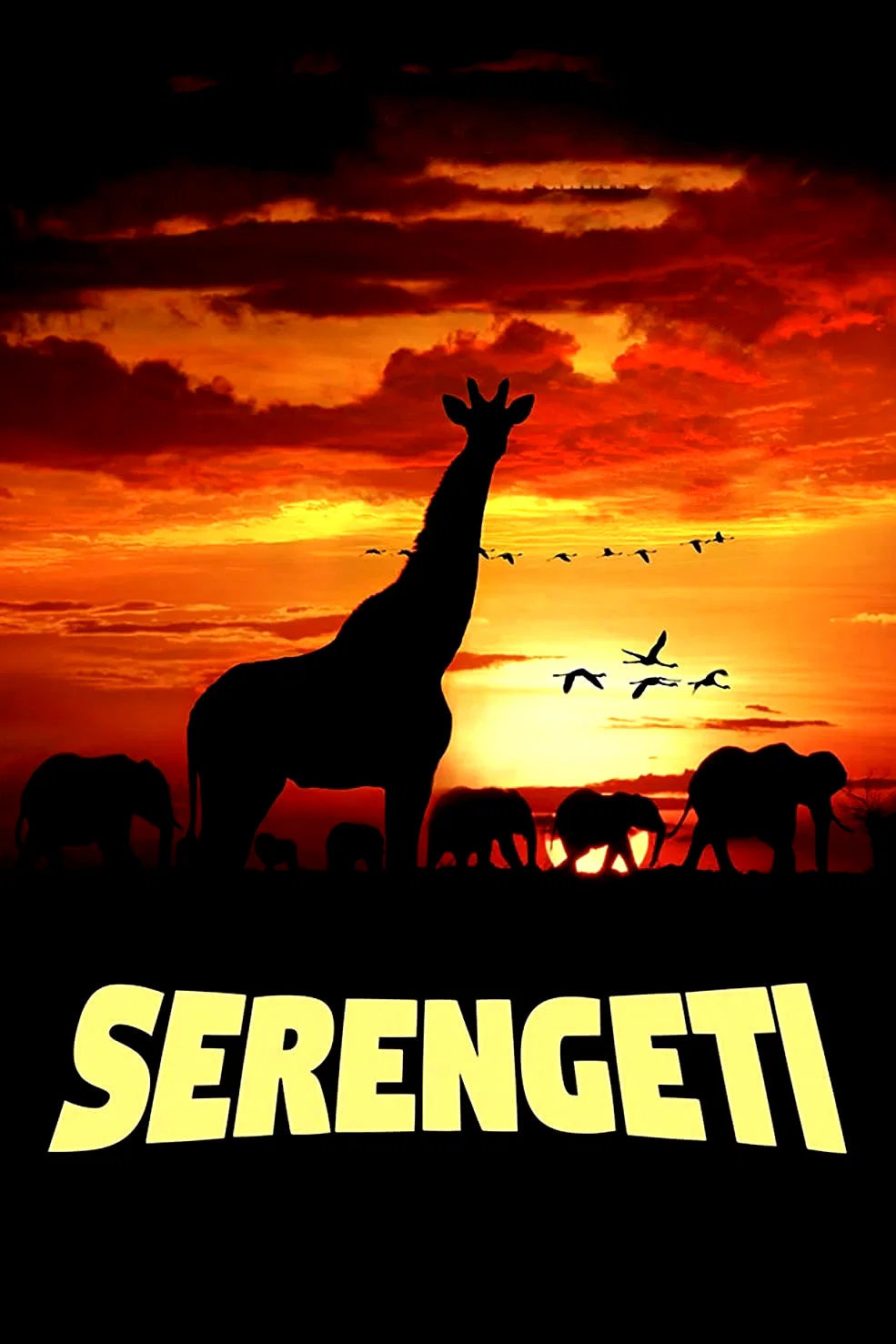 Photo 2 du film : Serengeti : un voyage au coeur de l'Afrique