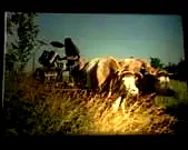 Photo du film : Le dernier des immobiles