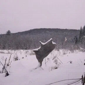 Photo du film : Festin boréal
