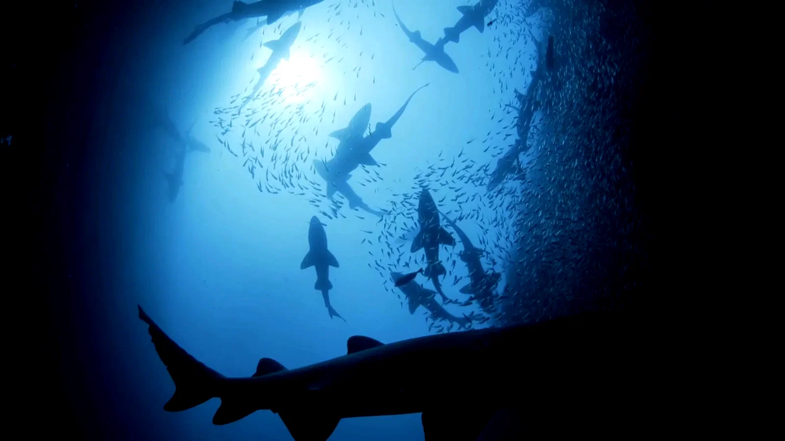 Photo 3 du film : Shark Kingdom