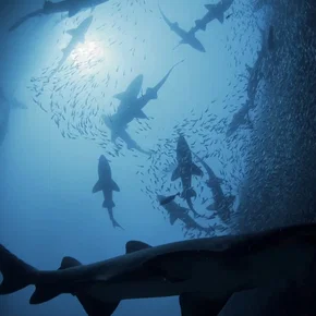 Photo du film : Shark Kingdom
