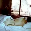 Miniature photo du film : Gambling, Gods and Lsd