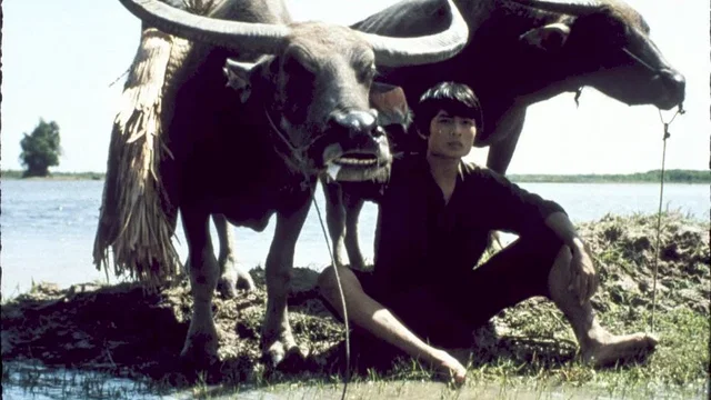 Photo 2 du film : Gardien de buffles