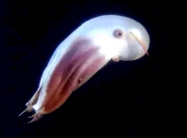 Photo 2 du film : Aliens of the deep