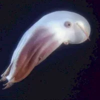 Miniature photo du film : Aliens of the deep