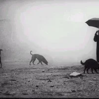 Photo du film : Damnation