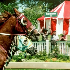 Photo du film : Zig zag