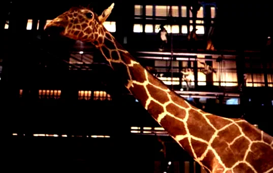 Photo du film : Un Animal, Des Animaux