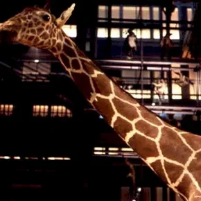 Photo du film : Un Animal, Des Animaux