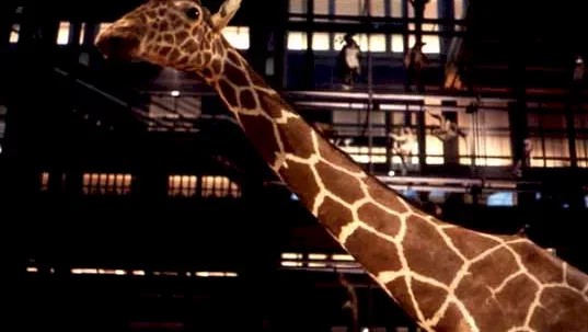 Photo 2 du film : Un Animal, Des Animaux