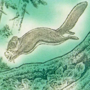 Photo du film : La légende de la forêt