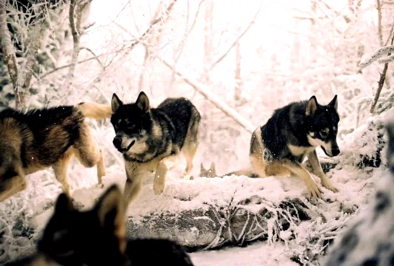 Photo du film : Le Monde de Narnia : chapitre 1 - Le lion, la sorcière blanche et l’armoire magique