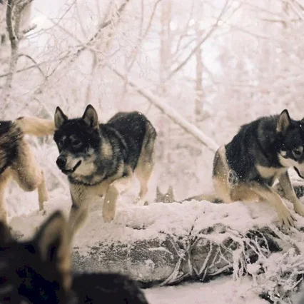 Miniature photo du film : Le Monde de Narnia : chapitre 1 - Le lion, la sorcière blanche et l’armoire magique
