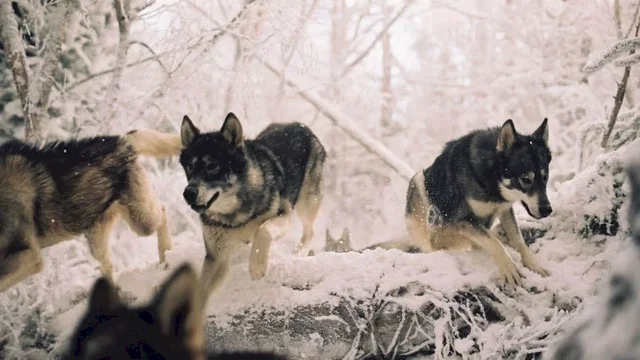 Photo 18 du film : Le Monde de Narnia : chapitre 1 - Le lion, la sorcière blanche et l’armoire magique