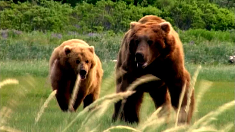 Photo 5 du film : Grizzly man