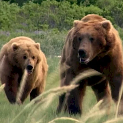 Miniature photo du film : Grizzly man