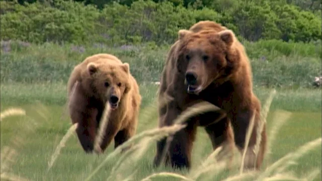 Photo 5 du film : Grizzly man