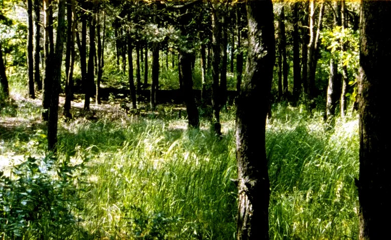 Photo 8 du film : Belzec