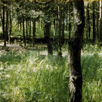 Miniature photo du film : Belzec