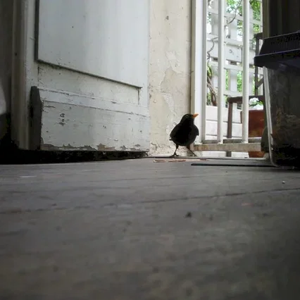 Miniature photo du film : Le filmeur