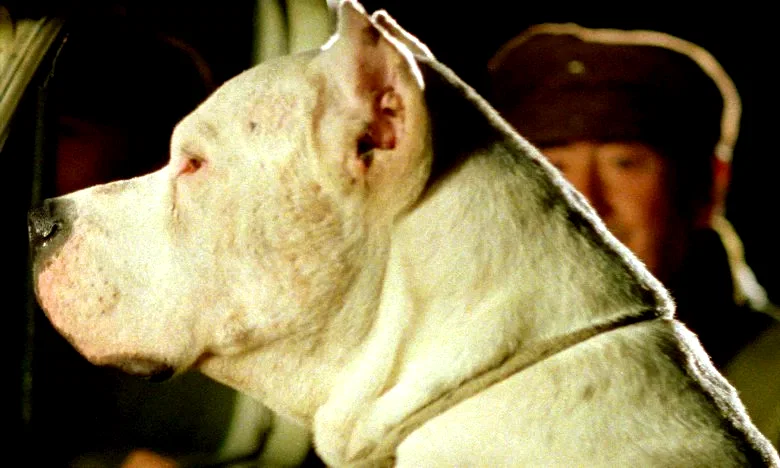 Photo 3 du film : Bombon el perro
