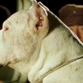 Photo du film : Bombon el perro