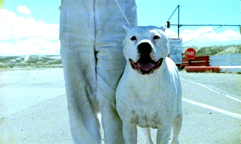 Photo 10 du film : Bombon el perro