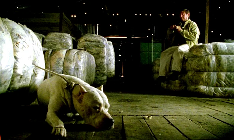 Photo 12 du film : Bombon el perro