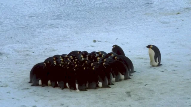 Photo du film : La Marche de l'empereur 