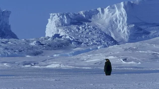 Photo du film : La Marche de l'empereur 