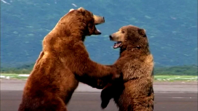 Photo 3 du film : Grizzly man