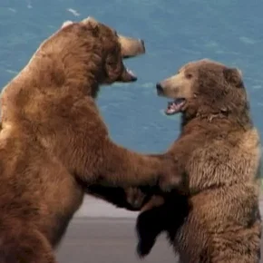 Photo du film : Grizzly man