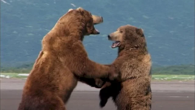 Photo 3 du film : Grizzly man
