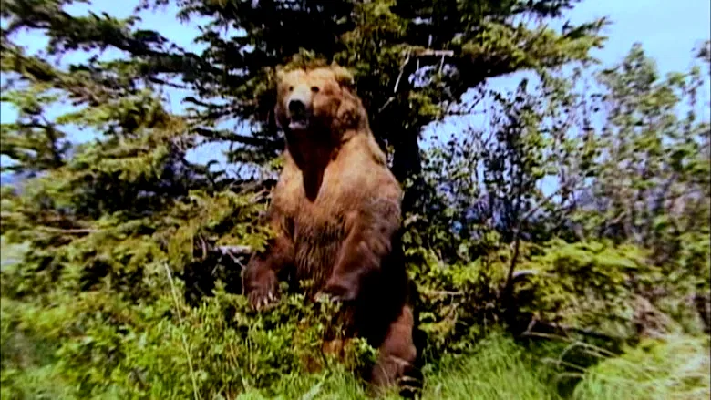 Photo 7 du film : Grizzly man