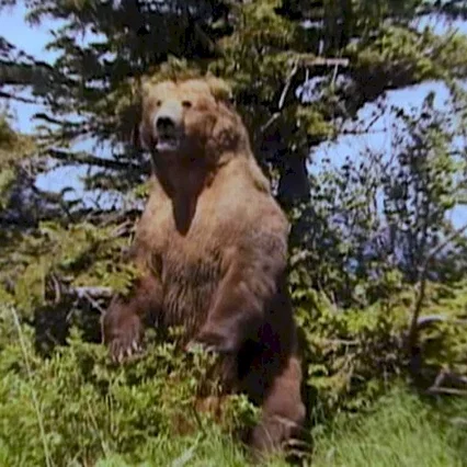 Miniature photo du film : Grizzly man