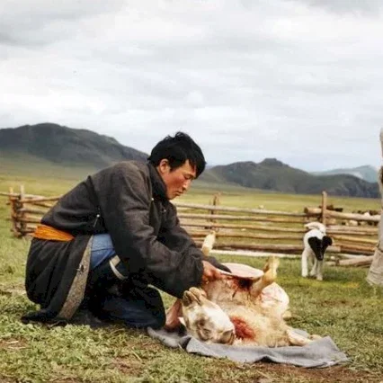 Miniature photo du film : Le chien jaune de Mongolie