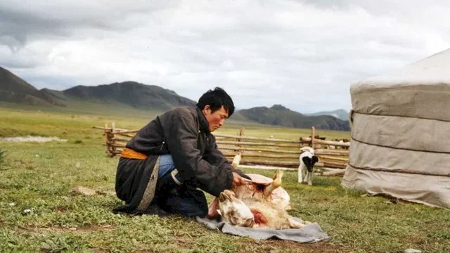 Photo 6 du film : Le chien jaune de Mongolie