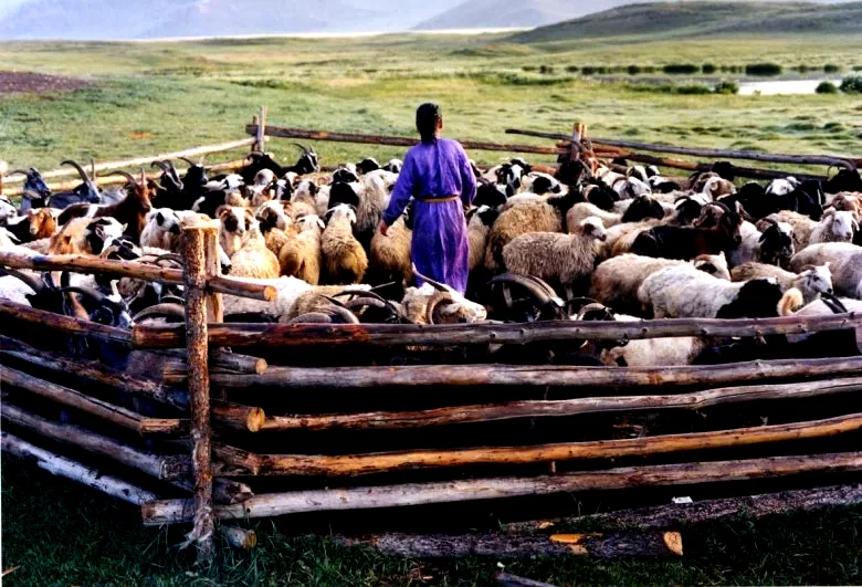 Photo 8 du film : Le chien jaune de Mongolie