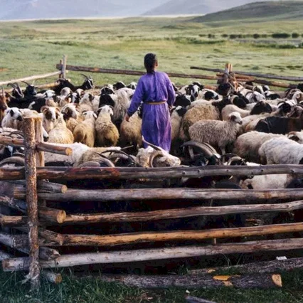 Miniature photo du film : Le chien jaune de Mongolie