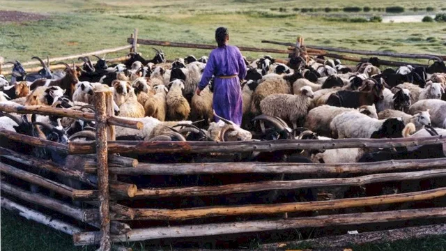 Photo 8 du film : Le chien jaune de Mongolie