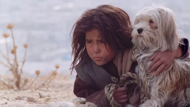 Photo 2 du film : Chiens égarés