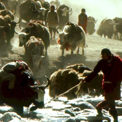 Miniature photo du film : Himalaya (l'enfance d'un chef)