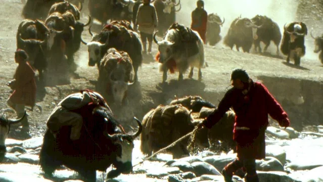 Photo du film : Himalaya (l'enfance d'un chef)