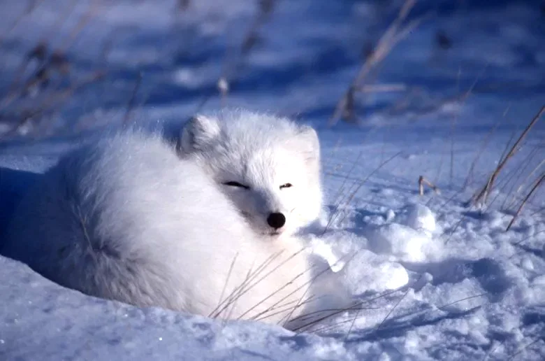 Photo 2 du film : La planete blanche